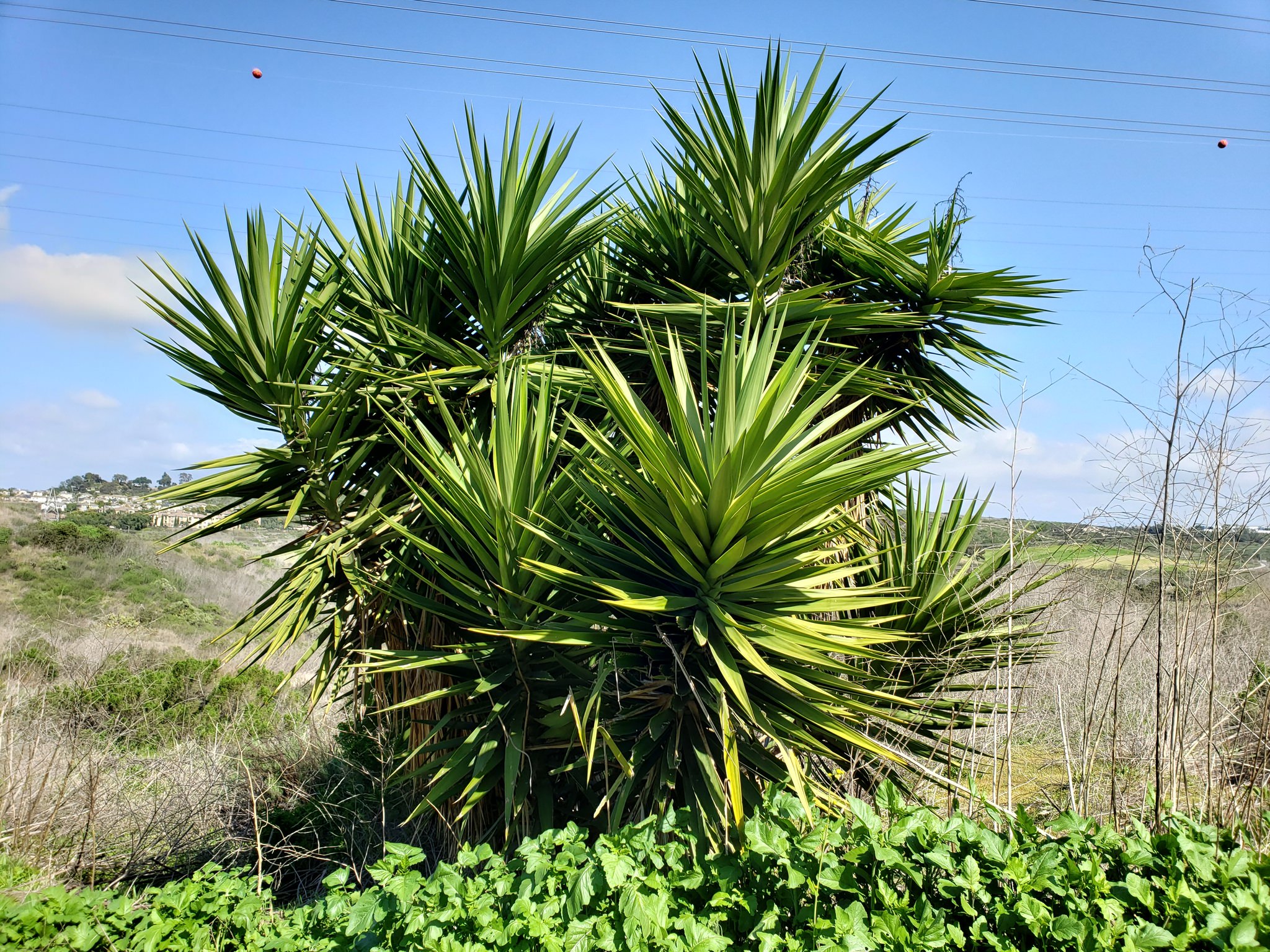 Yucca elephantipes